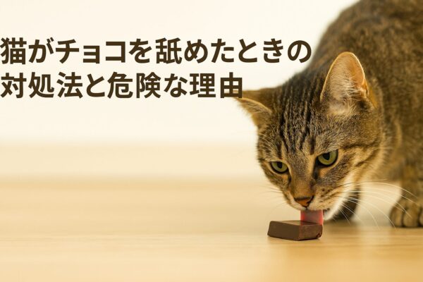 猫がチョコを舐めた時の正しい対処法と危険な理由を徹底解説