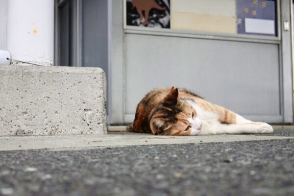 横になる猫