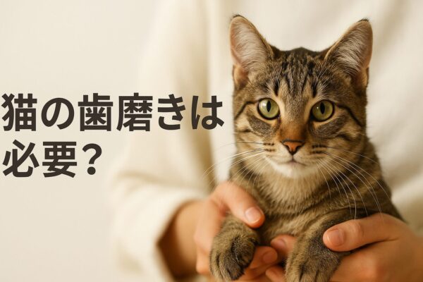 猫が歯磨きしてないと寿命が縮む？意外なリスクと簡単ケア法