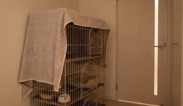 新しい猫は完全隔離からスタートする