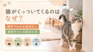 猫がくっついてくるのはなぜ？場所でわかる気持ちと病気サインの見分け方