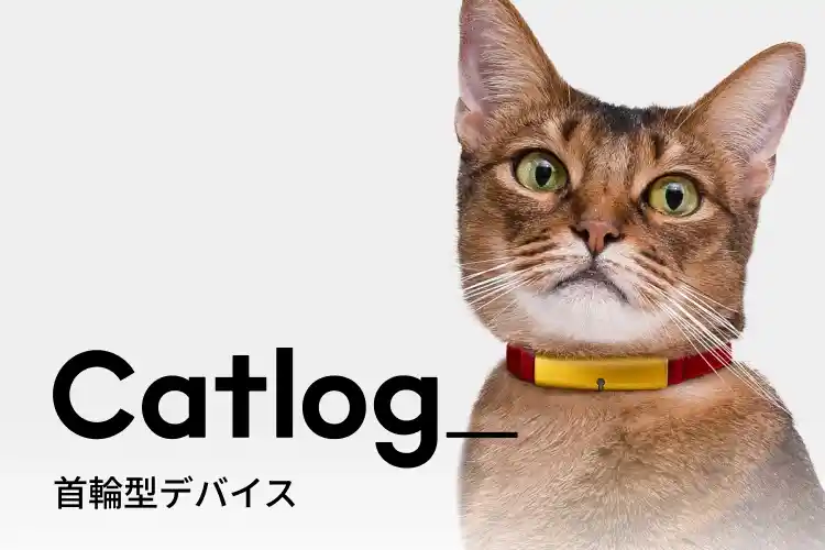 Catlog 2の首輪型デバイスを装着した猫