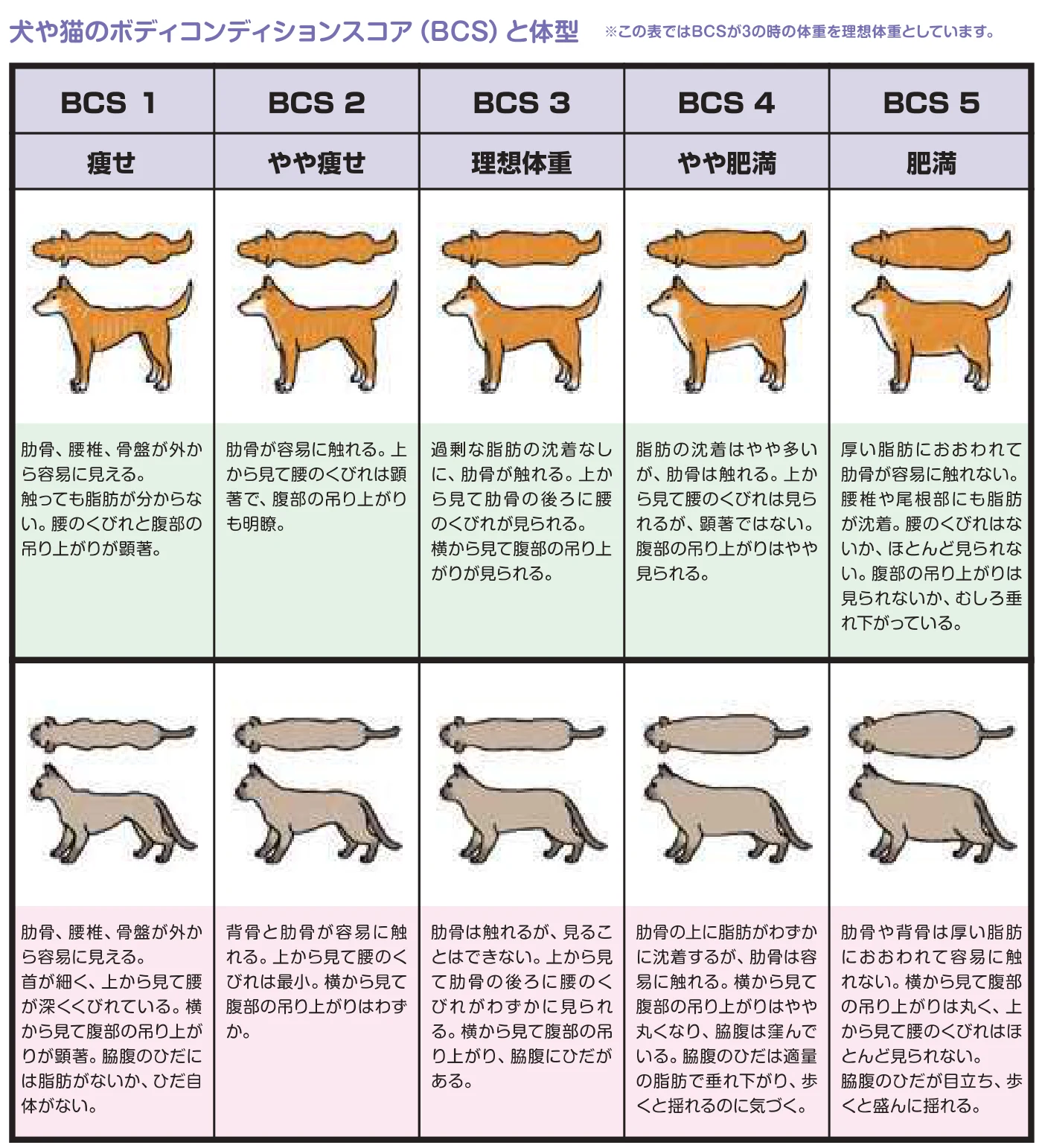 環境省のペットフード・ガイドラインの犬と猫のボディコンディションスコアの表。BCS1の痩せからBCS5の肥満までの5段階で、BCS3が理想体重。猫のBCS3は肋骨は触れるが見えず、上から見て腰のくびれがわずかに見られる
