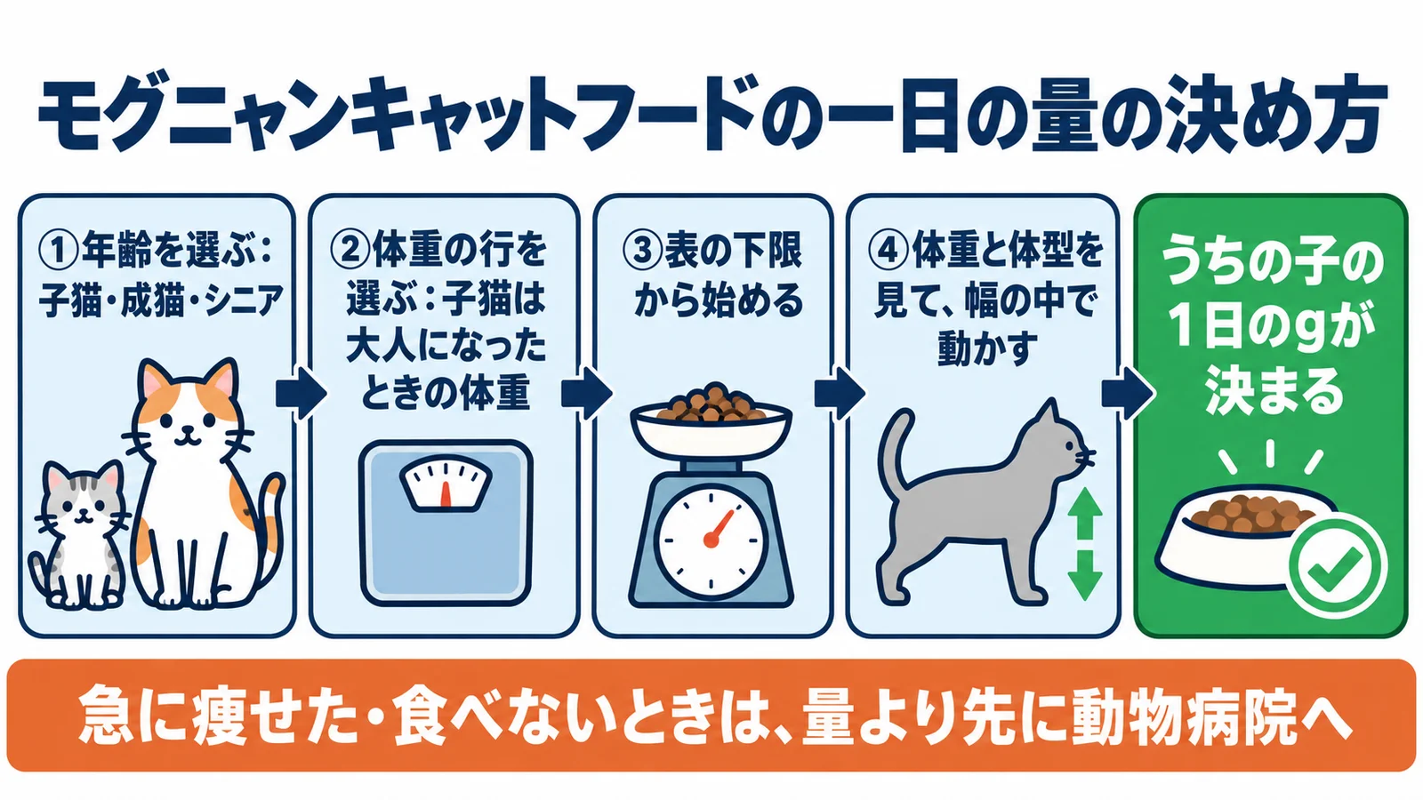 モグニャンキャットフードの一日の量の決め方の図。①年齢を選ぶ（子猫・成猫・シニア）→②体重の行を選ぶ（子猫は大人になったときの体重）→③表の下限から始める→④体重と体型を見て幅の中で動かす→うちの子の1日のgが決まる。下の帯に、急に痩せた・食べないときは量より先に動物病院へ